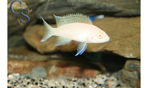 Neolamprologus daffodil albino